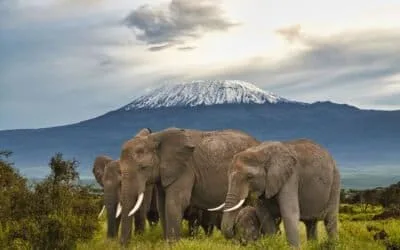 Grand Kenya & Tanzania Experience (Silver)