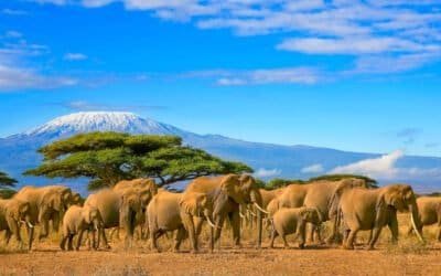 Kenya Bush Safari (Silver)