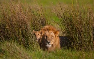 Tanzania Bush & Beach Adventure (Platinum)