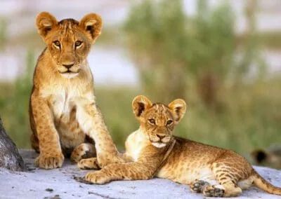 Tanzania Bush Safari (Silver)
