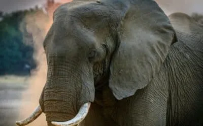 Kenya Bush Safari (Gold)