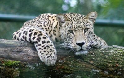 Grand Kenya & Tanzania Experience (Gold)