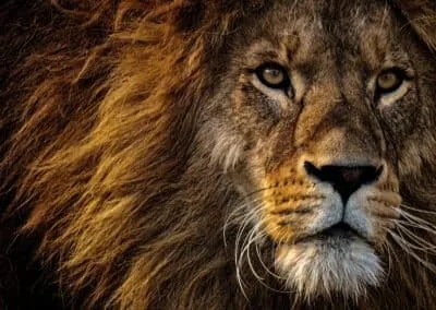 Grand Kenya & Tanzania Experience (Platinum)