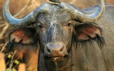 Kenya Bush Safari (Platinum)